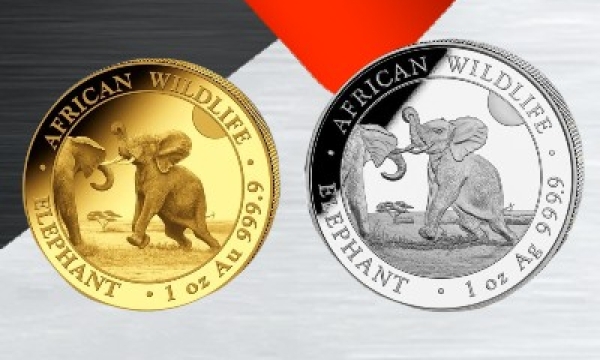 La nueva serie de elefante somalíes 2024 – ahora disponible